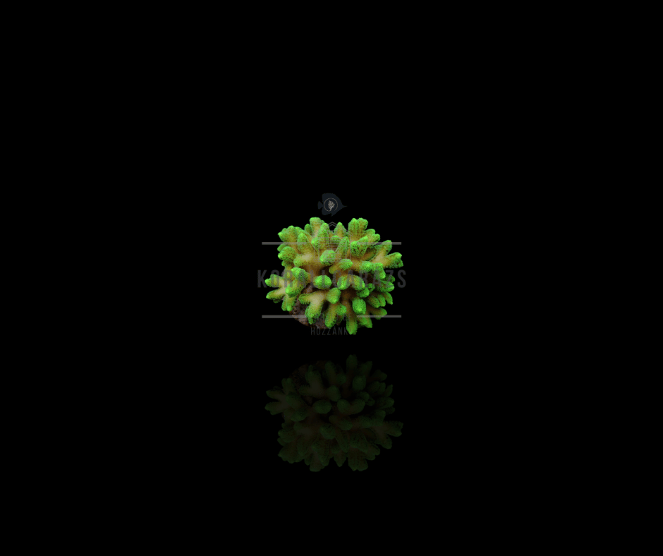 Stylophora Pistillata (Green polyp)